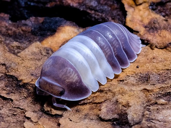 Panda king isopods
